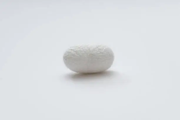 Close up of one silkworm coocoon on white background.