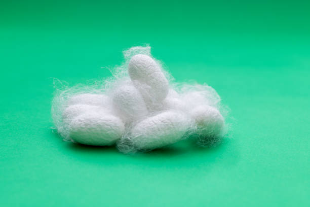 istock Group of silkworm coocoons on green background 1267431733