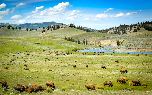 A large herd of bison roam freely in the Lamar Valley of Yellowstone National Park