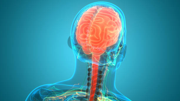 istock Central Organ of Human Nervous System Brain Anatomy 1267434794