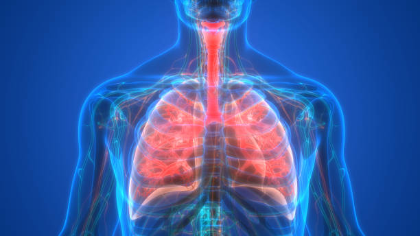 istock Human Internal Organs Respiratory System Lungs Anatomy 1267434811