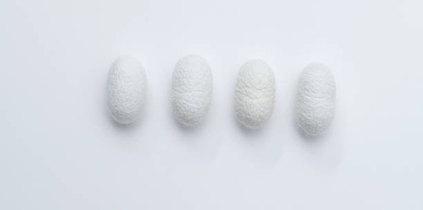istock A row of silkworm coocoons on white background 1267434977
