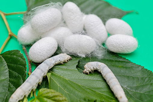 Silkworm and silkworm coocoons on mulberry leaves.