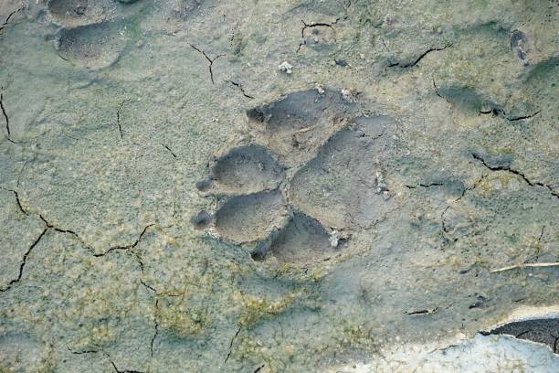 istock dog footprint on the ground 1267435669
