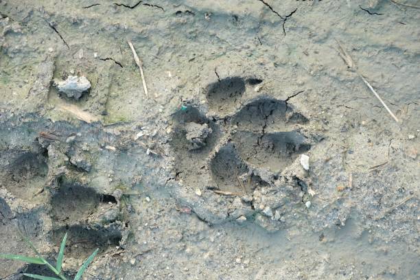 istock dog footprint on the ground 1267435674