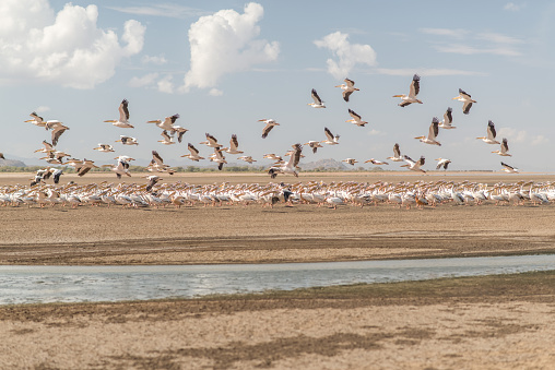 Group of flamingos next to salt water in Lake Eyasi, almost dry, in Tanzania