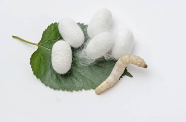 Silkworm and silkworm coocoons on mulberry leaves