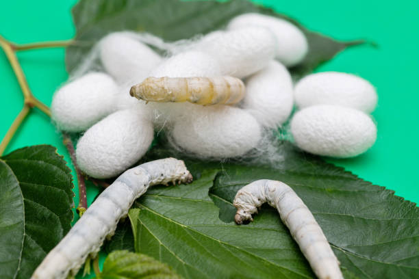 istock Silkworm and silkworm coocoons on mulberry leaves 1267435897