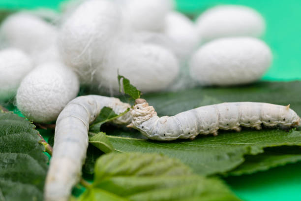 istock Silkworm and silkworm coocoons on mulberry leaves 1267436530