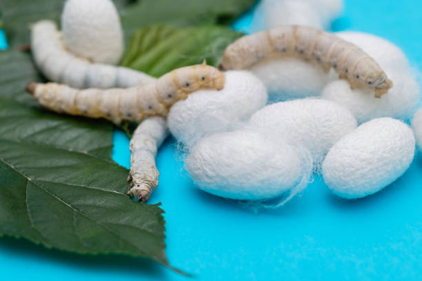 istock Silkworm and silkworm coocoons on mulberry leaves 1267436592