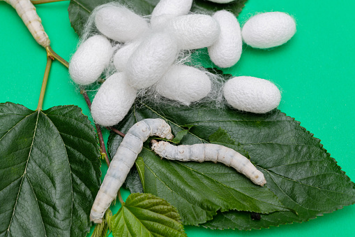 Silkworm and silkworm coocoons on mulberry leaves.