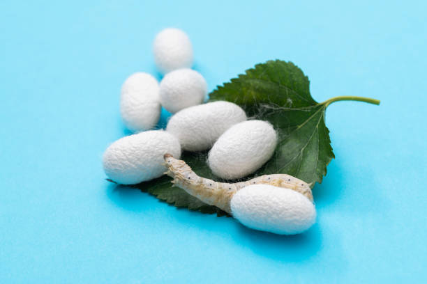 istock Silkworm and silkworm coocoons on mulberry leaves 1267436905