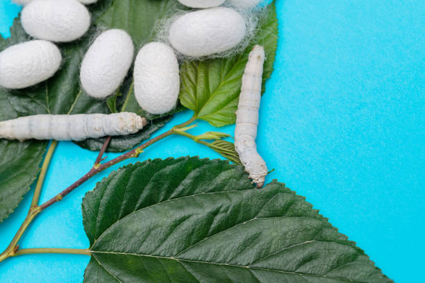 istock Silkworm and silkworm coocoons on mulberry leaves 1267437426