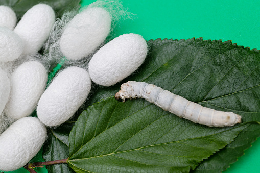 Silkworm and silkworm coocoons on mulberry leaves.