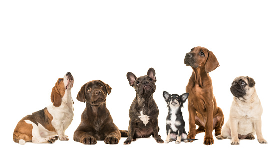 Group of various kind of purebred dogs sitting next to each other looking up isolated on a white background