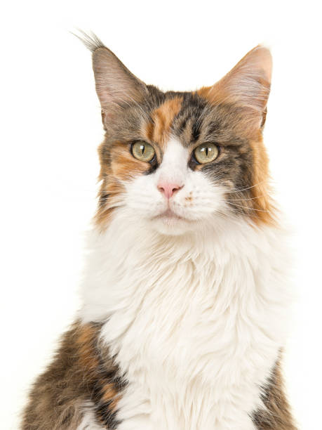 istock Tortoiseshell main coon cat portrait on a white background glancing away 1267440278