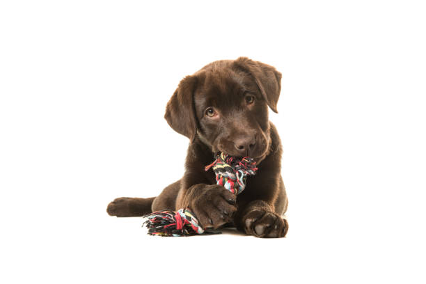 braun labrador retriever welpe liegend von vorne gesehen, mit seinen pfoten vor kauend auf einem geknoteten seilknochen und blickig gerade auf die kamera isoliert auf einem weißen hintergrund - dog puppy lying down looking at camera stock-fotos und bilder