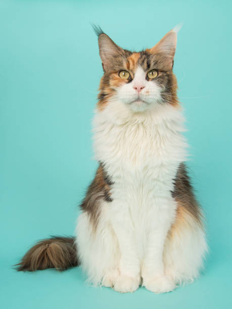 istock Tortoiseshell female main coon cat sitting seen from the front on a blue background 1267440338