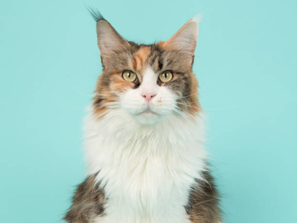 istock Tortoiseshell main coon cat portrait on a blue background 1267440415
