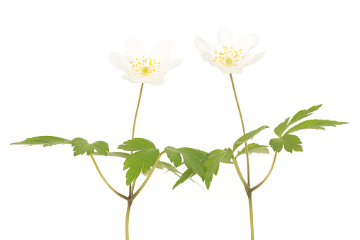 Two blooming white wood anemone isolated on a white background