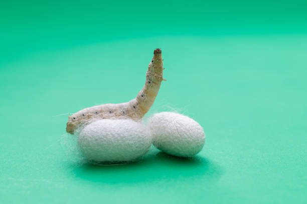 istock Silkworm and silkworm coocoons on green background 1267440518
