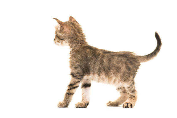 istock Standing tabby turkish angora baby cat seen from the back isolated on a white background 1267441112