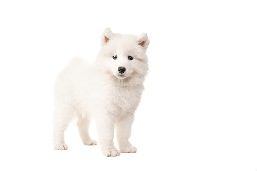 Cute standing white samoyed puppy dog seen from the side looking at the camera isolated on a white background