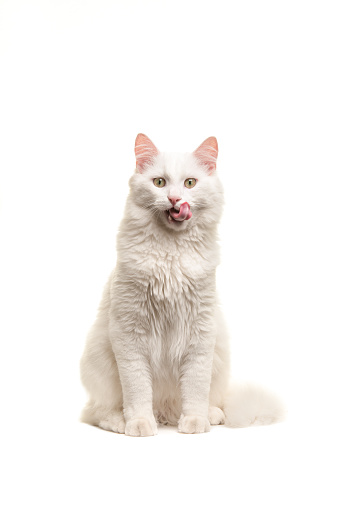 White turkish angora cat sitting looking at the camera licking its lips isolated on a white background