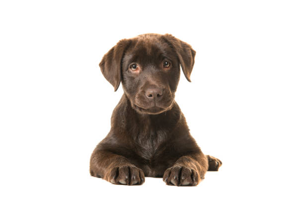 istock Young chocolate labrador retriever puppy lying down seen from the front, with its paws in front of her and looking straight at the camera isolated on a white background 1267441163