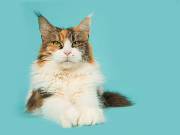 istock Adult main coon cat lying down facing the camera on a blue background 1267441165