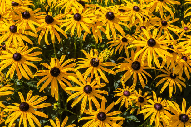 istock Bright yellow rudbeckia arrangement, background 1267441187