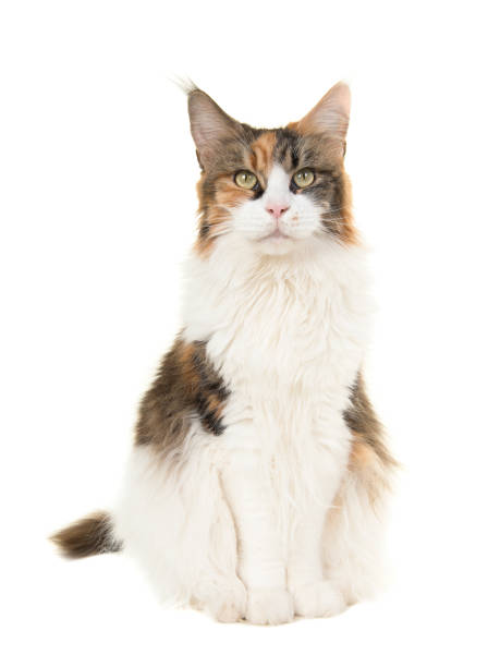 Pretty sitting female adult main coon cat seen from the front looking at the camera on a white background Pretty sitting female adult main coon cat seen from the front looking at the camera on a white background tortoiseshell cat stock pictures, royalty-free photos & images