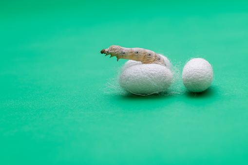 Silkworm and silkworm coocoons on green background.