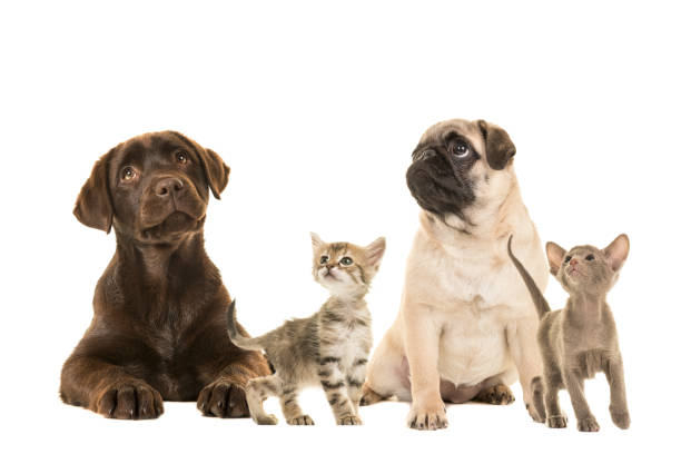 istock Dogs en young cats looking up isolated on a white background 1267441228