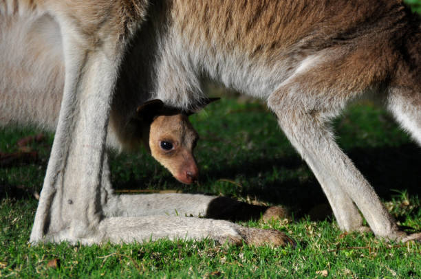 istock Close up of a kangaroo joey 1267441268