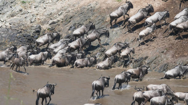 istock wildebeest herd climbing the mara riverbank at masai mara 1267441307