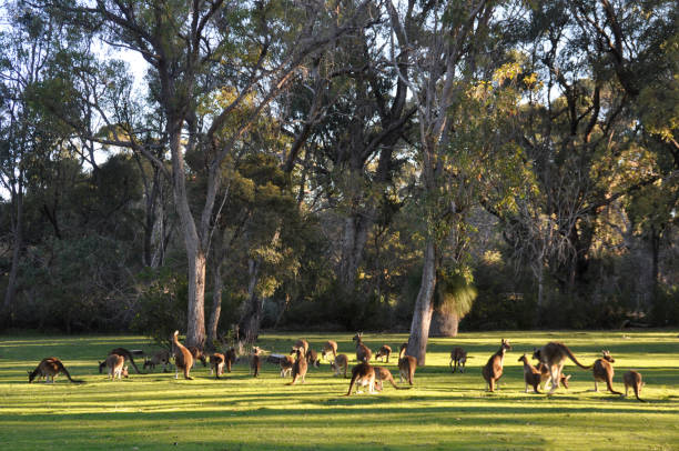 istock A mob of Western Grey Kangaroos feeding in a park 1267441356
