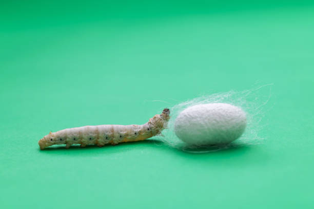 istock Silkworm and silkworm coocoon on green background 1267441396
