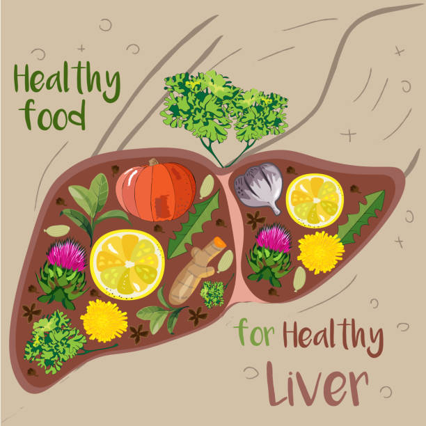ilustrações de stock, clip art, desenhos animados e ícones de illustration of liver filled with food herbs and spices  good for it's health - cardamom plant spice green