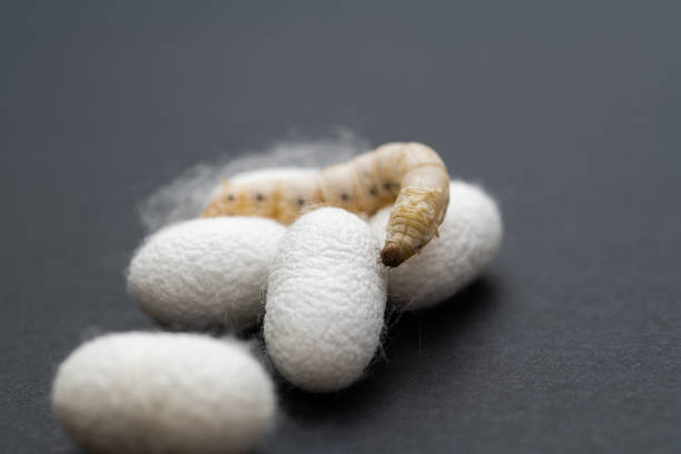 istock Silkworm and silkworm coocoons on black background 1267441461