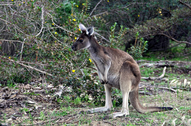 istock A young kangaroo joey in the bush 1267442291