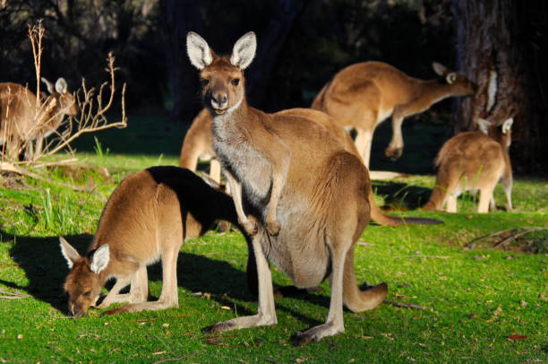 istock Kangaroos standing upright and alert 1267442312