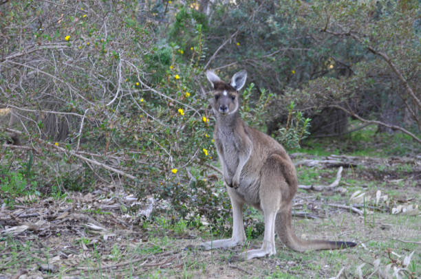 istock Western Grey Kangaroos in the outback 1267442978