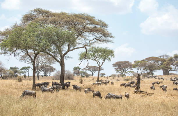 istock wilderbeest in african savannah 1267443707