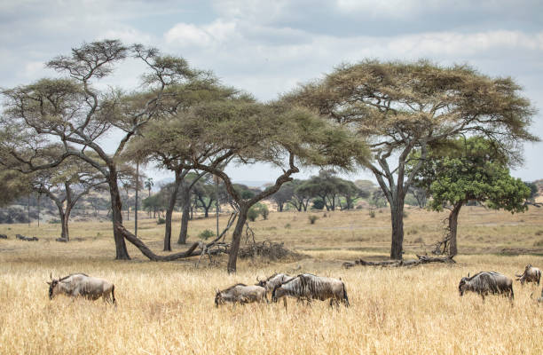 istock wilderbeest in african savannah 1267443717