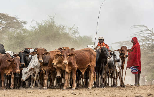 Arusha, Tanzania, 7Th September 2019: Maasai men taking their cows to the rive for a drink