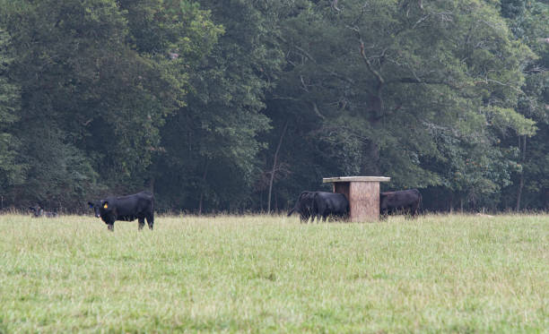 istock Angus cattle in summer pasture around mineral feeder 1267445004