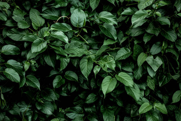istock closeup nature view of green leaf background 1267446222