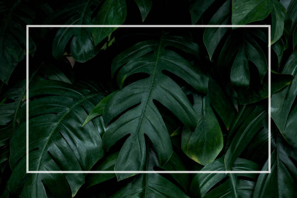 istock tropical green leaves and palms with white paper note frame 1267446897