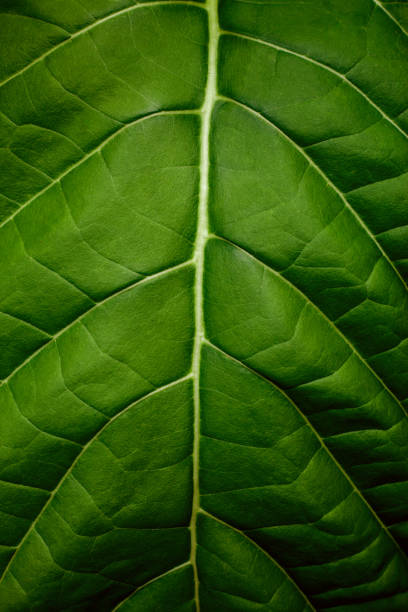 istock closeup nature view of green leaf background 1267446916